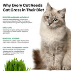 Grow Fresh Cat Grass Seeds at Home