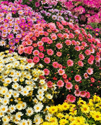 🌼Pest Killer: Pyrethrum Daisy Seeds