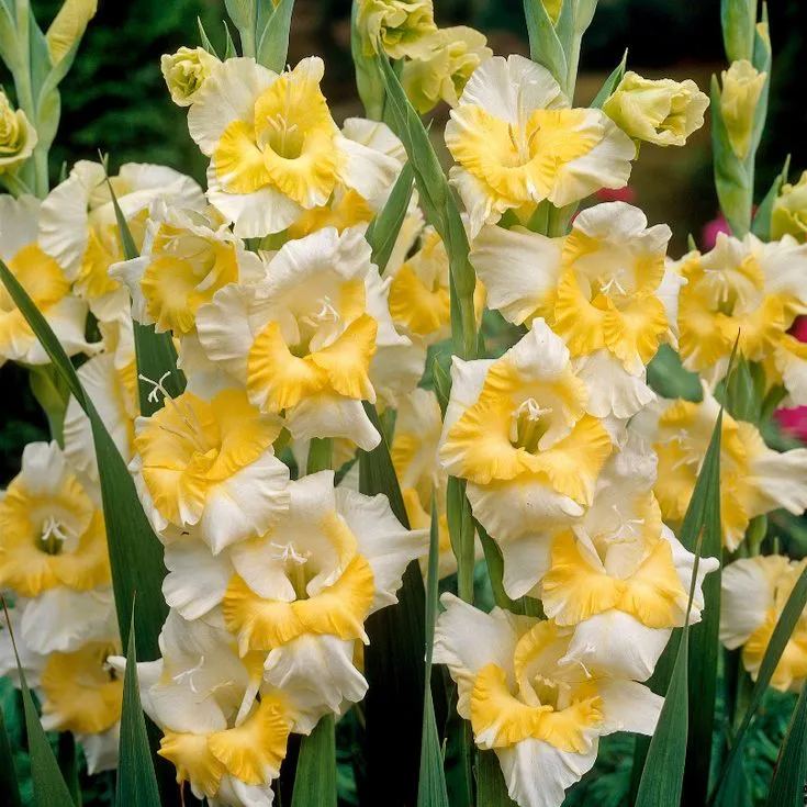 Crimson Stardust Gladiolus Corms🌺