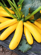 Banana Zucchini - Golden Zucchini🌿Can be planted in all seasons