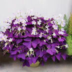 Oxalis Triangularis Purple Shamrock Good Luck Plant