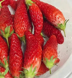 Super Sweet Chili-Shaped Strawberry Seeds🍓