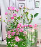 Water Beauty Rose-Miniature bonsai roses, blooming all year round, potted flowers Ornamental bonsai, indoor plants