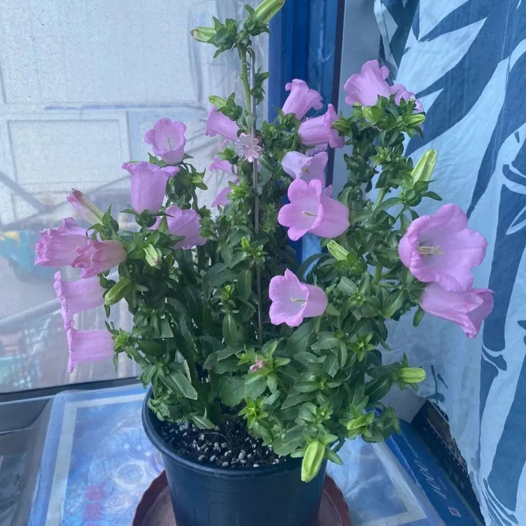 Campanula Seeds, Potted Flower Seeds