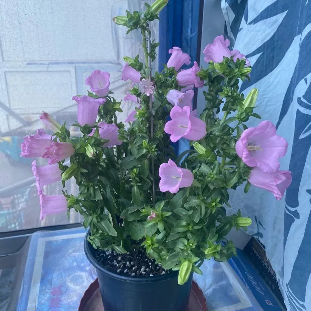 Campanula Seeds, Potted Flower Seeds