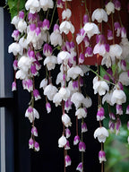 Weeping Begonia flower Seeds
