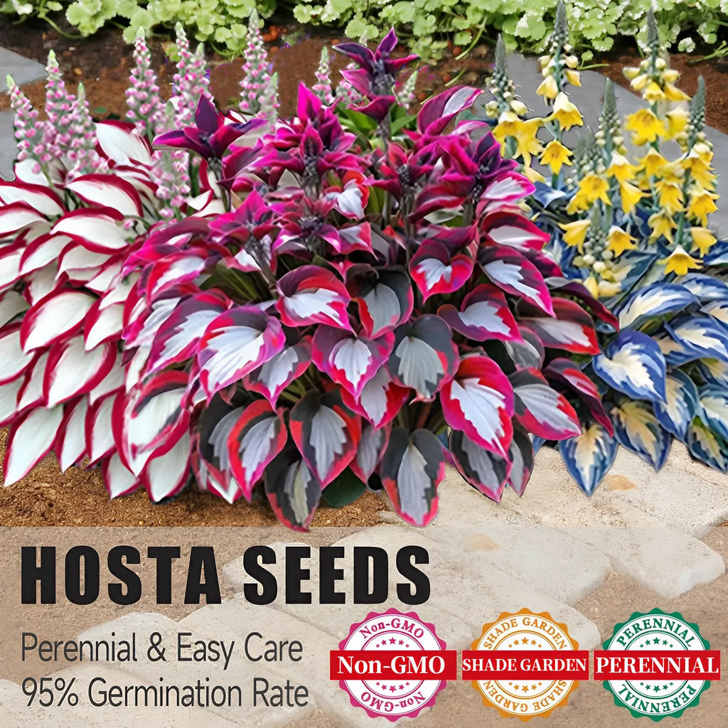 🌿 Rare Hosta Seeds — Premium, Shade-Loving Perennials with Lush Foliage🌈