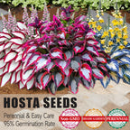 🌿 Rare Hosta Seeds — Premium, Shade-Loving Perennials with Lush Foliage🌈