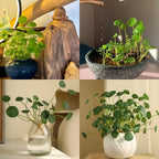Copperleaf Seeds: Grow Your Own Luck and Prosperity! 🌿💰