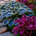 Mix Rare Hosta Flower Seeds