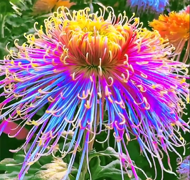 Beautiful Rare Golden Daisy🌻Easy
