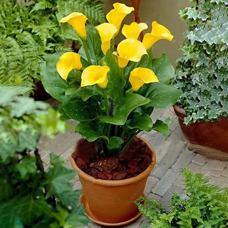 Calla Lily Bulbs – The Magical Bloom That Never Fails