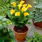 Calla Lily Bulbs – The Magical Bloom That Never Fails