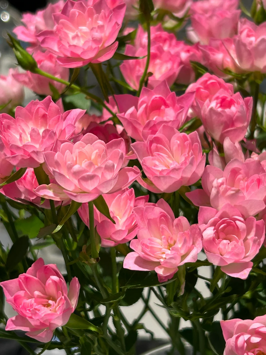🌸Lotus Star Rose Seeds: Blooming All Year, Bringing Continuous Good Fortune🌸
