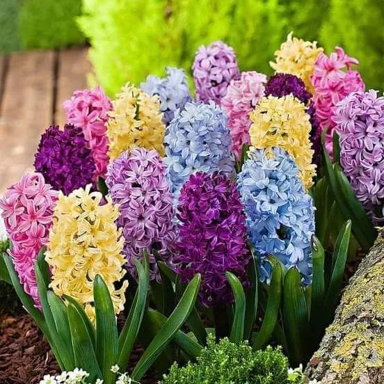 Mixed Color Hyacinth Seeds