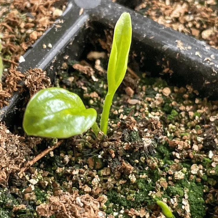 Mix Rare Hosta Flower Seeds