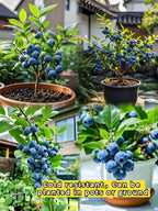 King of Berries - Giant Blueberry Fruit Seeds - Four Seasons Plants