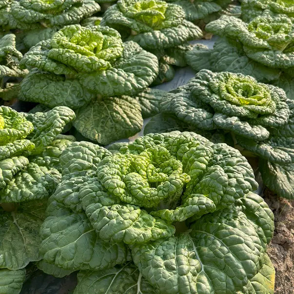 Brassica Narinosa Seeds 🥬