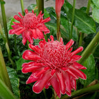 Porcelain rose seeds-Etlingera elatior-Torch Ginger
