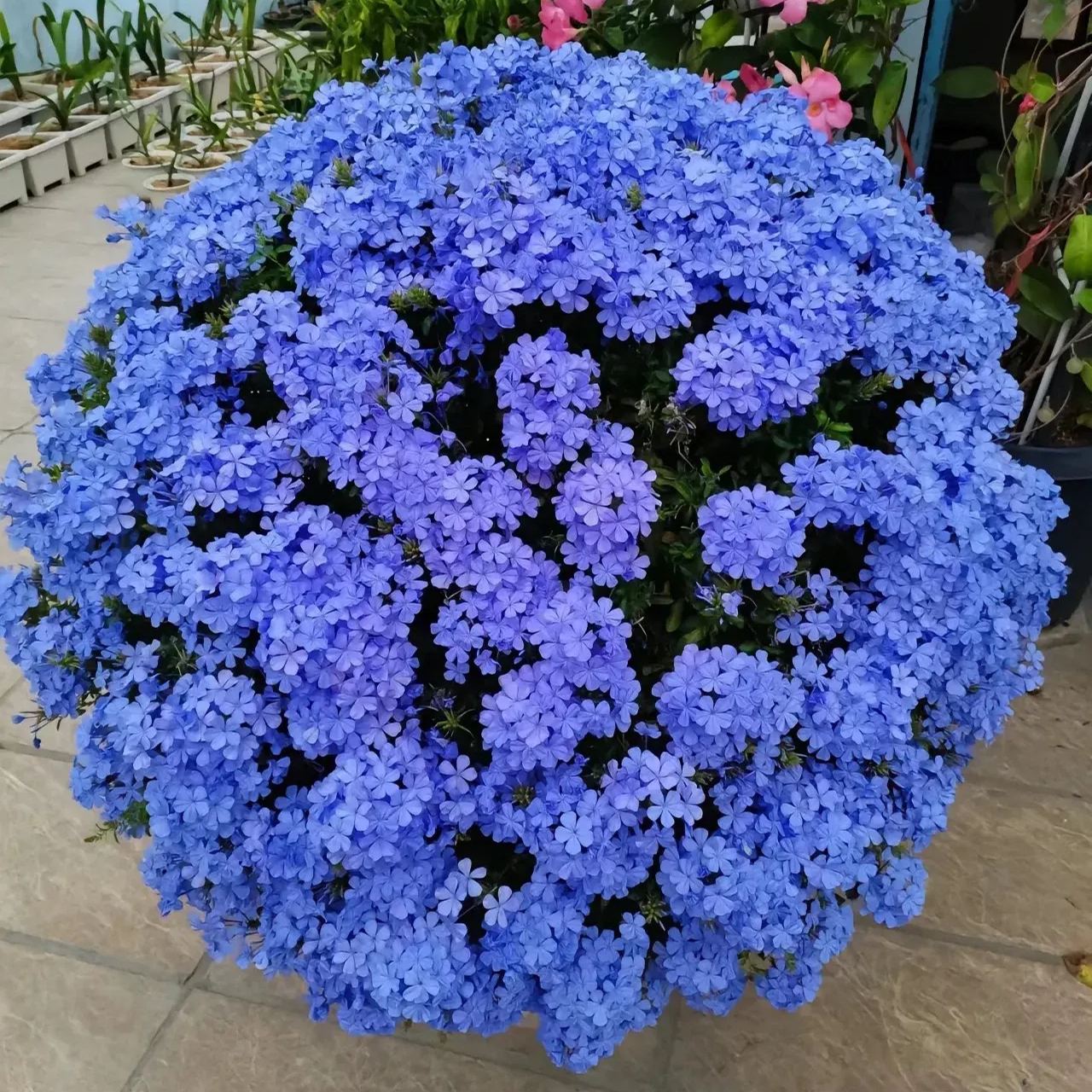 Blue Plumbago Flower Seeds - Blue Gem in the Garden