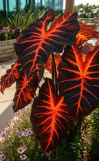 🎁2025 Special Offer🌿 Fire & Ice Rare Hosta Flower Seeds