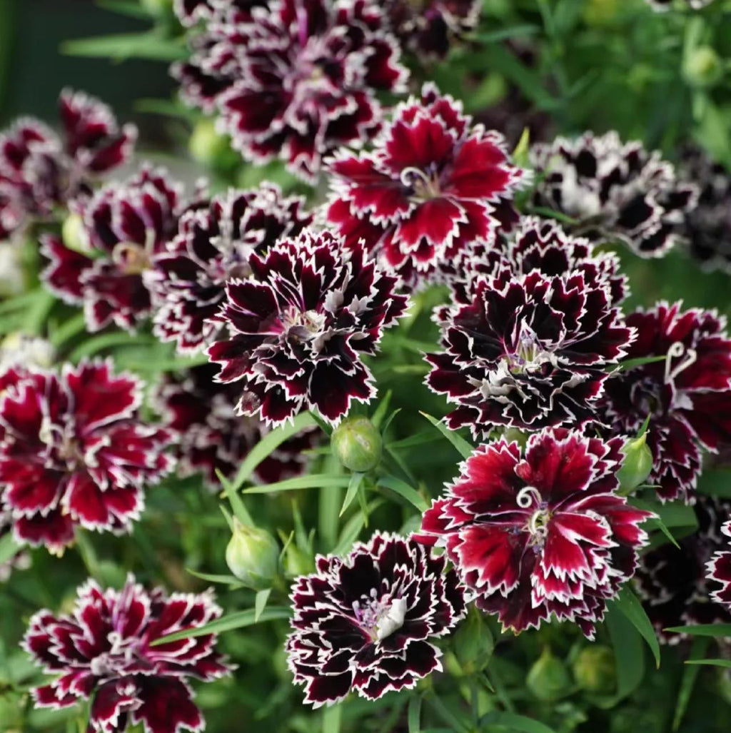 Double-Flowered Mixed Carnation Seeds