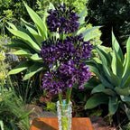 Agapanthus africanus 'Black Jack'