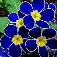 Primrose - Spring's First Bloom