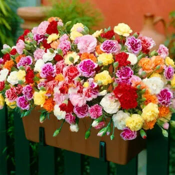 Double-Flowered Mixed Carnation Seeds