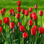 Red Impression Tulip Seeds