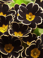Primrose - Spring's First Bloom