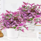 Tradescantia 'Nanouk' Seeds
