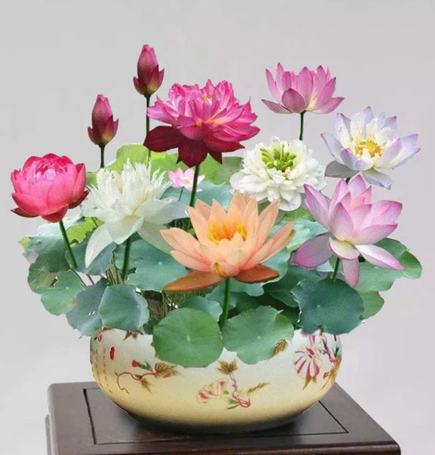 🌸[7 days germination]Last Day Sale - 50% OFF💐The Sacred Bonsai Bowl Lotus Flower