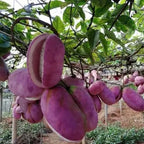 Stauntonia Latifolia Seeds-Organic Food