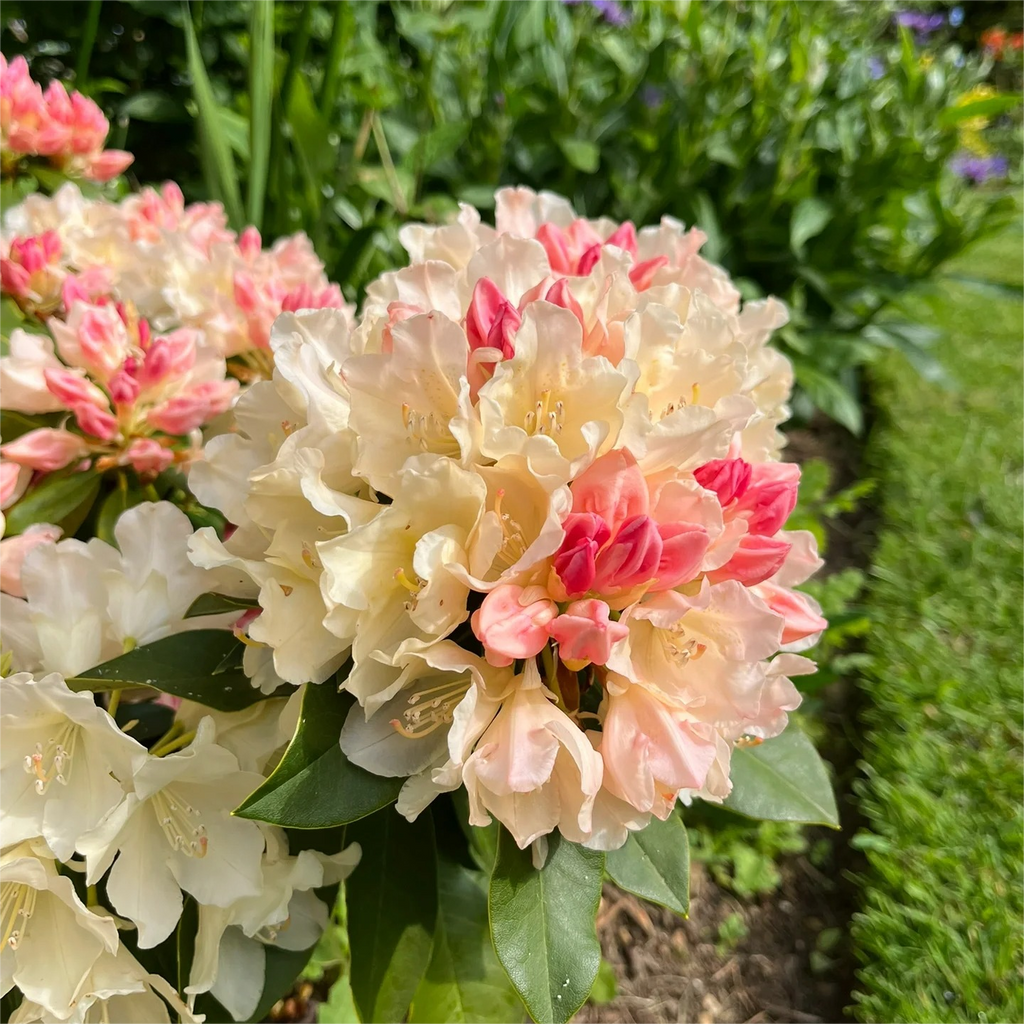 Alpine Azalea Seeds 🌸 Rare Species