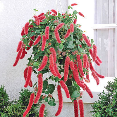 Acalypha hispida - Red Hot Cattail Seeds