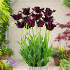 Black Parrot Tulip Seeds