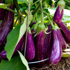 🍆 Nubia Eggplant Vegetable Seeds-Striped eggplant
