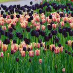 Black Hero Tulip Seeds