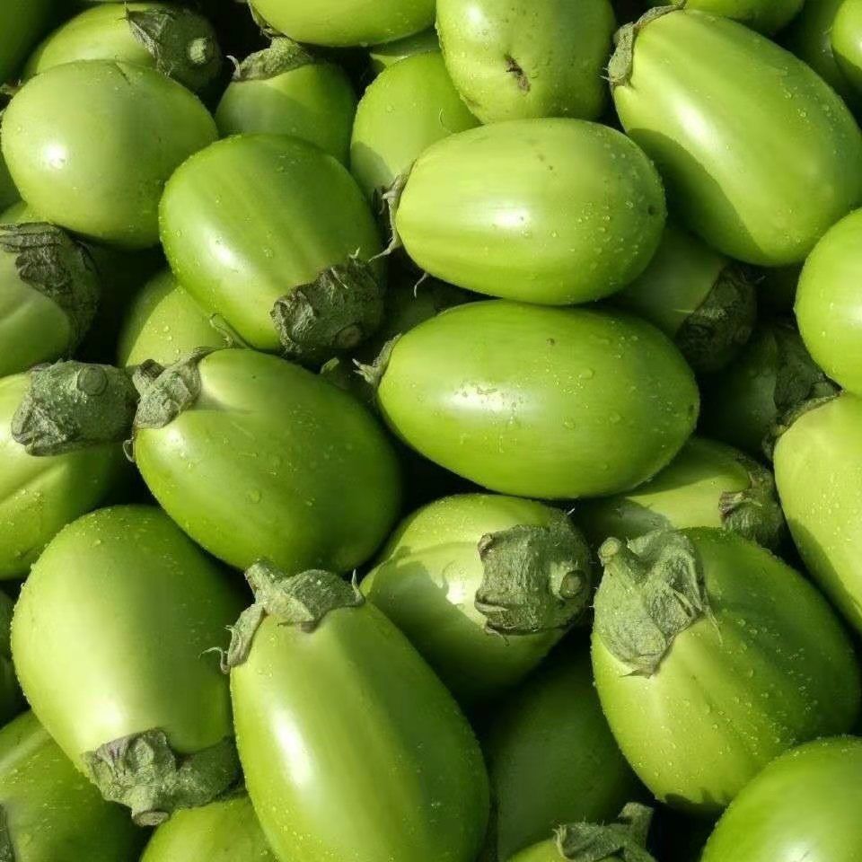 🍆 Nubia Eggplant Vegetable Seeds-Striped eggplant