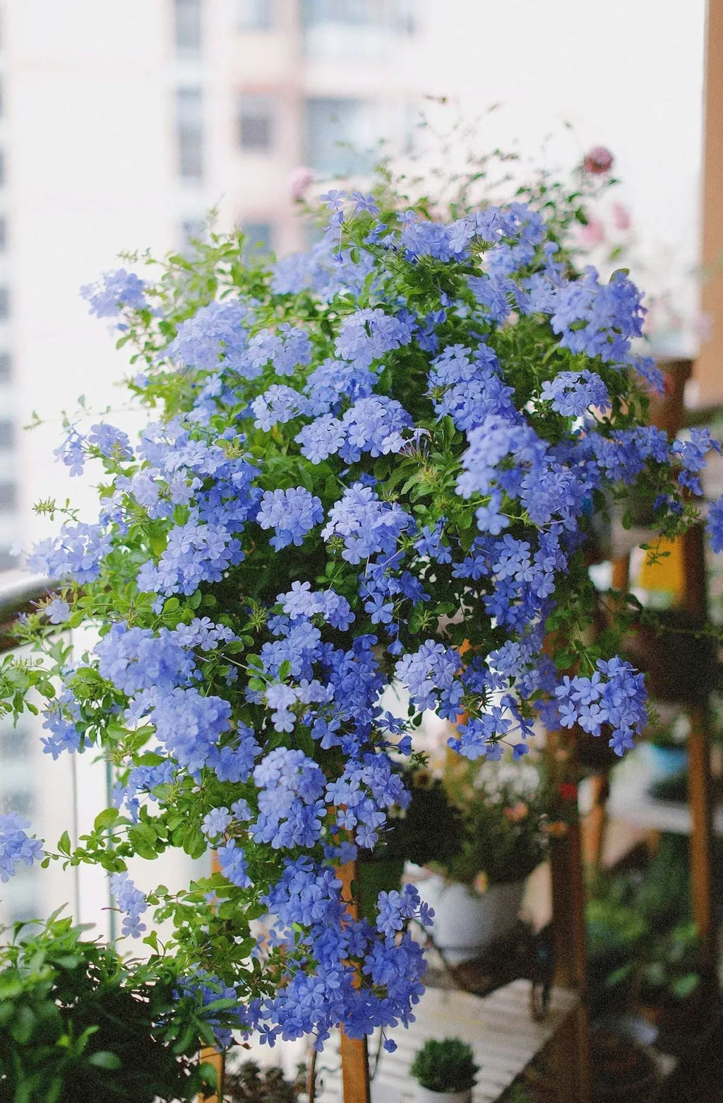 Blue Plumbago Flower Seeds - Blue Gem in the Garden