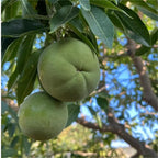 🍨 Ice Cream Fruit – White Persimmon 🍃Seeds