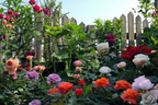 Mixed Color Rose Combination Seeds💐