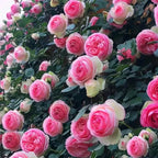 🌹[REPEATED FLOWERING]🌹CLIMBING ROSE SEEDS - HAPPINESS INCREASES