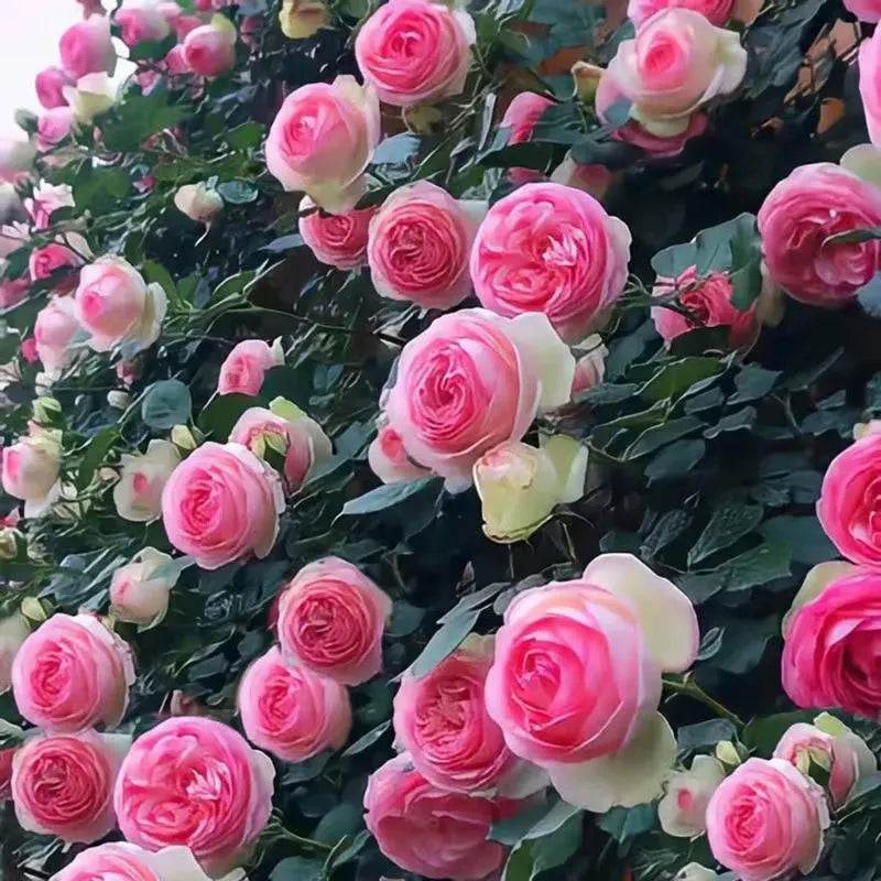 🌹[REPEATED FLOWERING]🌹CLIMBING ROSE SEEDS - HAPPINESS INCREASES