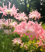 Spider Lily Bulbs-Multicolor🌈