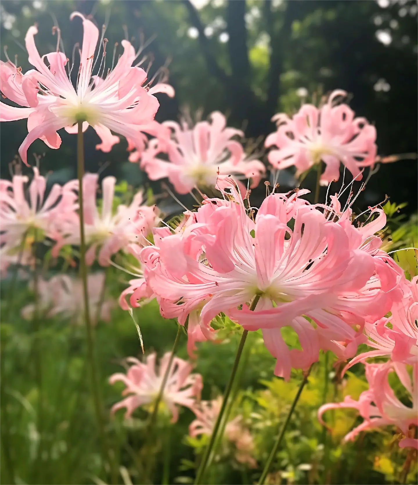 Spider Lily Bulbs-Multicolor🌈