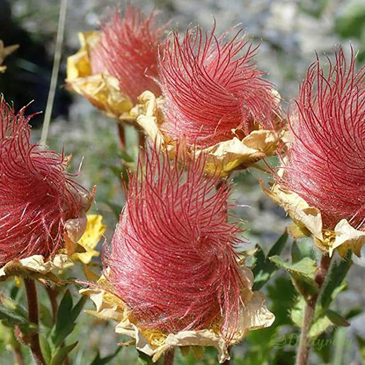 Prairie Smoke Flower Seeds