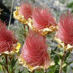 Prairie Smoke Flower Seeds