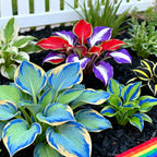 Muticolor Hosta Seeds-Perennial Shade Plant for Garden and Yard Plant🌈God's Artistic Canvas